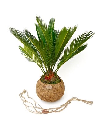 Sikas-Cycas Palmiyesi 40cm.